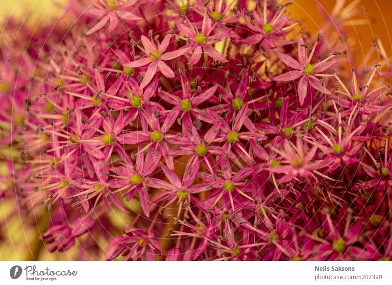 rote blumen, blume nahaufnahme, blumen hintergrund, rote natürliche textur Herbst Hintergrund schön Schönheit Botanik hell Farbe farbenfroh fallen Flora