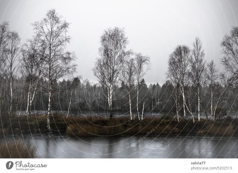 Moorweiher mit kleiner Insel, auf der Birken wachsen Weiher Landschaft Birkenwald Natur Herbst Pflanze Menschenleer Sumpf Baum Moorbirke Wald Wasser Gewässer