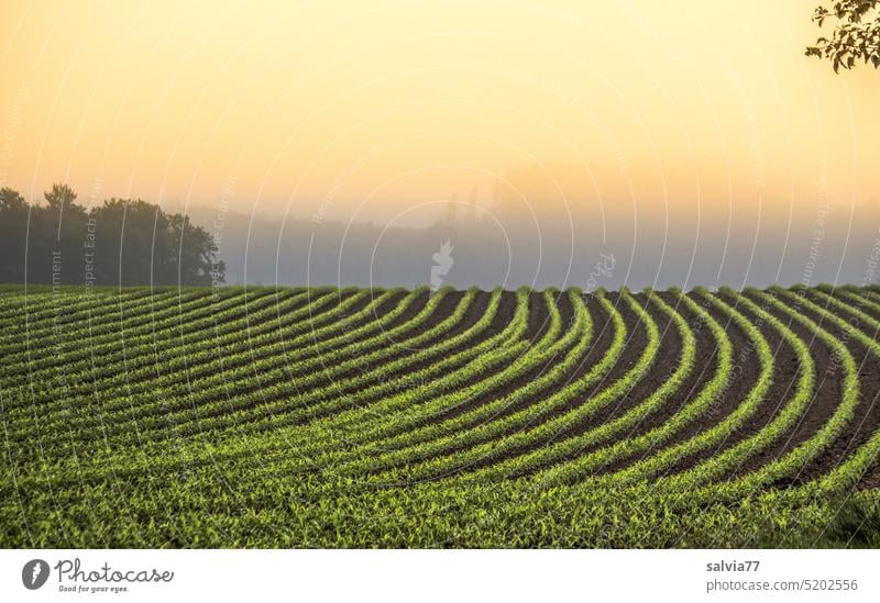 Maisreihen, Linienmuster im Maisfeld, Morgenstimmung Landschaft Feld Acker Agrarlandschaft Landwirtschaft Ackerbau Wachstum Nutzpflanze Pflanze grün Umwelt