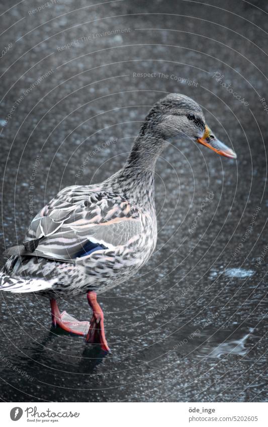 die elegante Elfriede Ente Vogel Tier Natur Entenvögel Tierwelt niedlich Geflügel Wasser Wassertier Federn Schnabel Schnabeltier Wildvogel