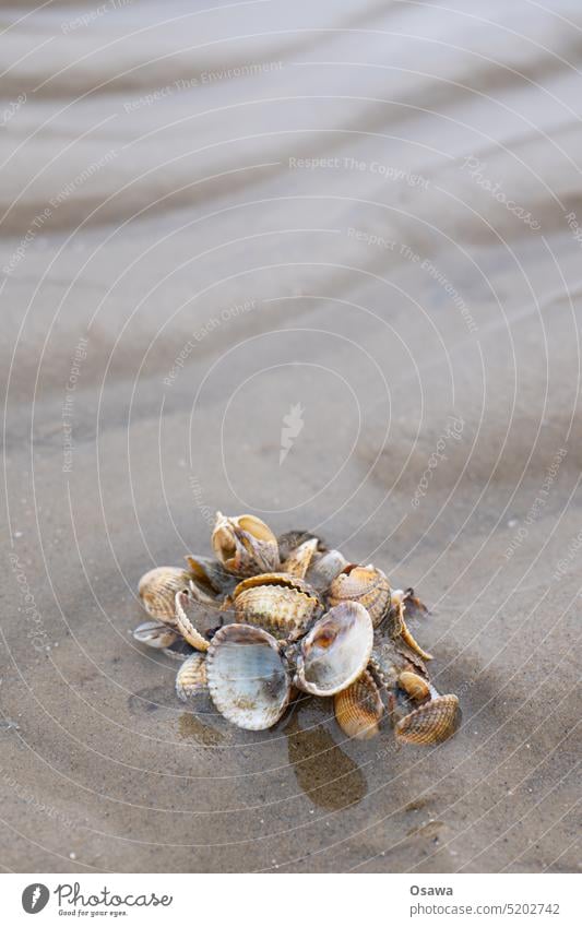 Muscheln kuscheln Strand Sand Meer Küste Wasser