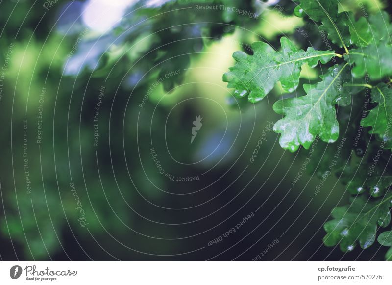 Eichenlaub Natur Pflanze Sommer Baum Wald frisch grün Farbfoto Außenaufnahme Textfreiraum links Starke Tiefenschärfe