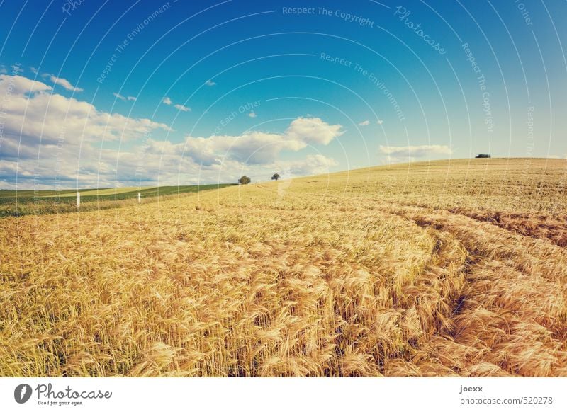 Kein Bett Natur Landschaft Himmel Wolken Horizont Sommer Schönes Wetter Feld frei frisch Gesundheit groß hell schön trocken Wärme blau braun grün weiß Kornfeld