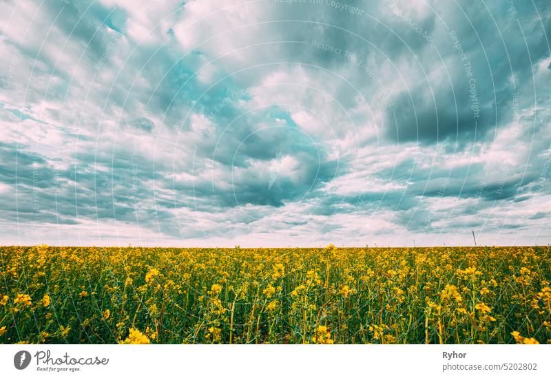 Close Up of Blossom of Canola Gelbe Blumen unter bewölktem Himmel. Rapspflanze, Raps, Ölsaat Feld Wiese Gras Raps-Raps Frühling Blüte Ackerbau schön Blütezeit