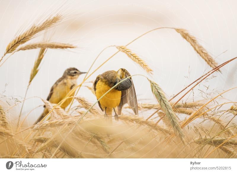 Westliche Bachstelze. Motacilla flava ist ein kleiner Sperlingsvogel aus der Familie der Schafstelzen, zu der auch die Pieper und die Schafstelzen gehören. Diese Art brütet in weiten Teilen des gemäßigten Europas und Asiens. Weißrussland. Vogel reinigt sein Gefieder, während er auf einem...