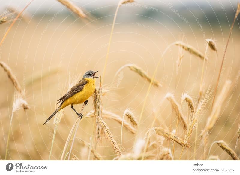 Westliche Bachstelze. Motacilla flava ist ein kleiner Sperlingsvogel aus der Familie der Schafstelzen, zu der auch die Pieper und die Schafstelzen gehören. Diese Art brütet in weiten Teilen des gemäßigten Europas und Asiens. Weißrussland