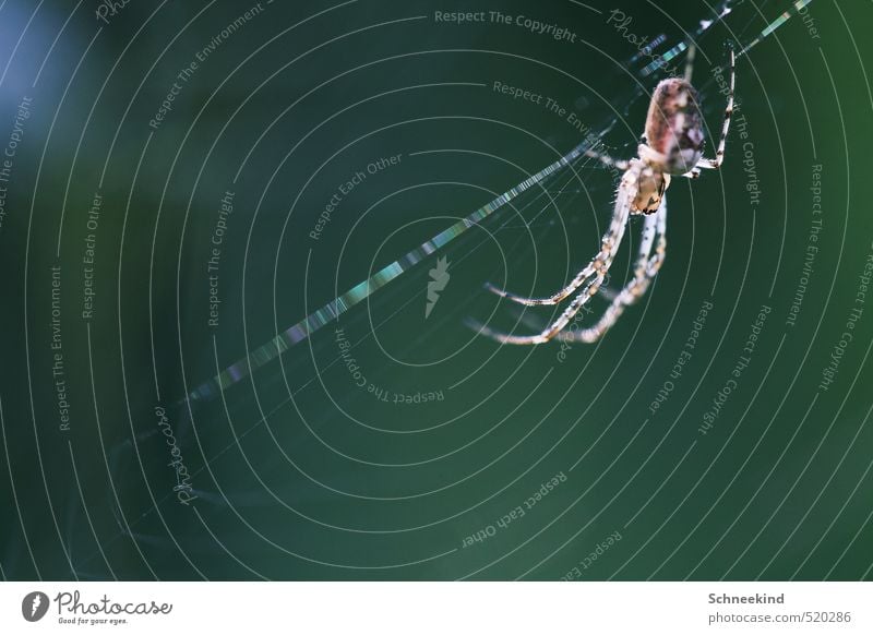 Gartenbewohner Umwelt Natur Landschaft Tier Wildtier Spinne 1 beobachten Essen Fressen ästhetisch hässlich schön grün Spinnennetz gruselig Angst Farbfoto