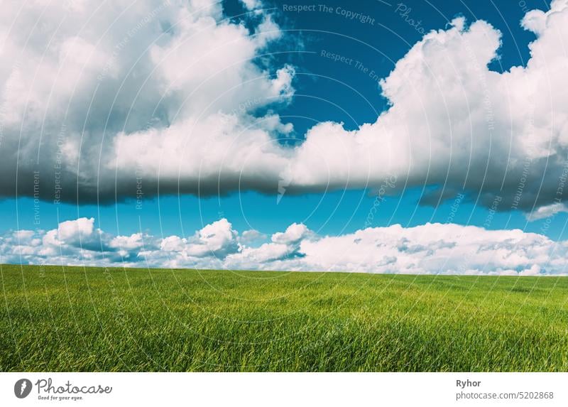 Countryside Rural Green Field Landschaft mit jungen Weizensprossen im Frühling Sommer bewölkten Tag. Landwirtschaftliches Feld. Junge Weizensprossen. Luftaufnahme