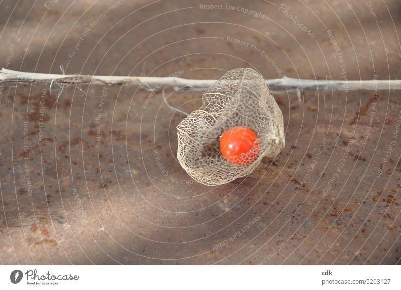 Zartes Überbleibsel | die Frucht der Lampionblume am Ende des Winters. Physalis Pflanze Vergänglichkeit Garten Außenaufnahme Herbst orange Detailaufnahme