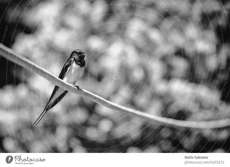 Willkommensschwalbe, Hirundo neoxena, auf einem Draht sitzend Tier Vogel Schnabel Vogelbeobachtung schwarz blau farbenfroh endemisch Fauna Feder abgelegt