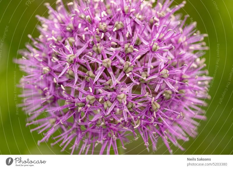 Nahaufnahme einer blühenden blauen Zwiebelblume (Allium) Lauch Hintergrund schön Schönheit Blütezeit Überstrahlung blaue Zwiebel botanisch Botanik Farbe Flora