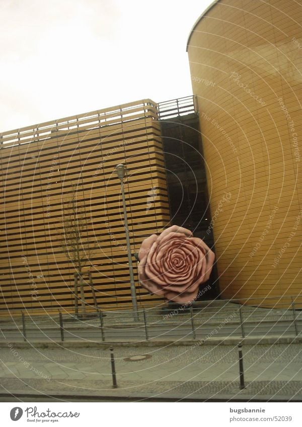 eine einsame Rose rosa Wand Statue Kunst Straße Berlin