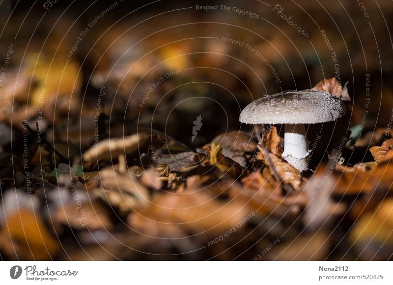 Abendsonnenstrahlen Umwelt Natur Pflanze Erde Sonnenlicht Herbst Klima Wetter Schönes Wetter Wald braun Pilz Pilzhut Blatt Laubwald Waldboden Spaziergang