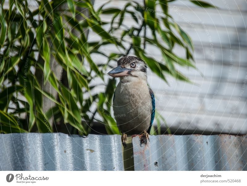 Ein Kookaburra sitzt auf einem Blechzaun und schaut zum Betrachter. Links von ihm sind grüne Blätter. .Kookaburra on the fence Körper Erholung Insel Garten Kopf