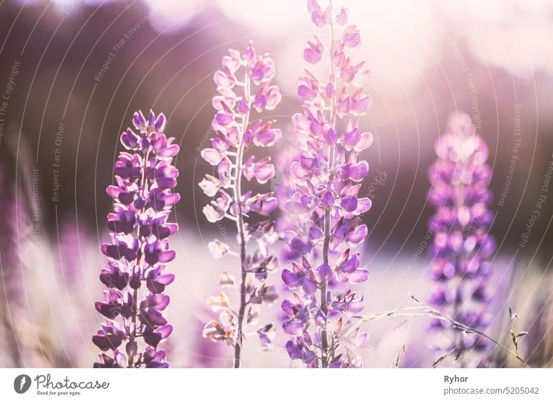 Wild Flowers Lupine In Summer Meadow At Sunset Sunrise. Lupinus, allgemein bekannt als Lupine oder Lupine, ist eine Gattung von blühenden Pflanzen in der Familie der Hülsenfrüchtler, Fabaceae