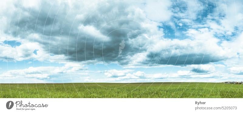 Countryside Rural Field Landschaft mit jungen Weizensprossen im Frühling bewölkten Tag. Landwirtschaftliches Feld. Junge Weizensprossen. Panorama Sommer Pflanze