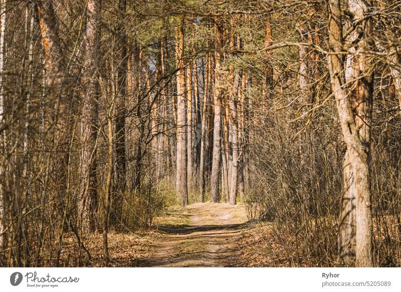 Forest Road Path Walkway Lane Through Spring Coniferous Forest In Sunny Day Straße Kiefer im Freien malerisch grün Park Wunderland Nachlauf Wald weißrussland