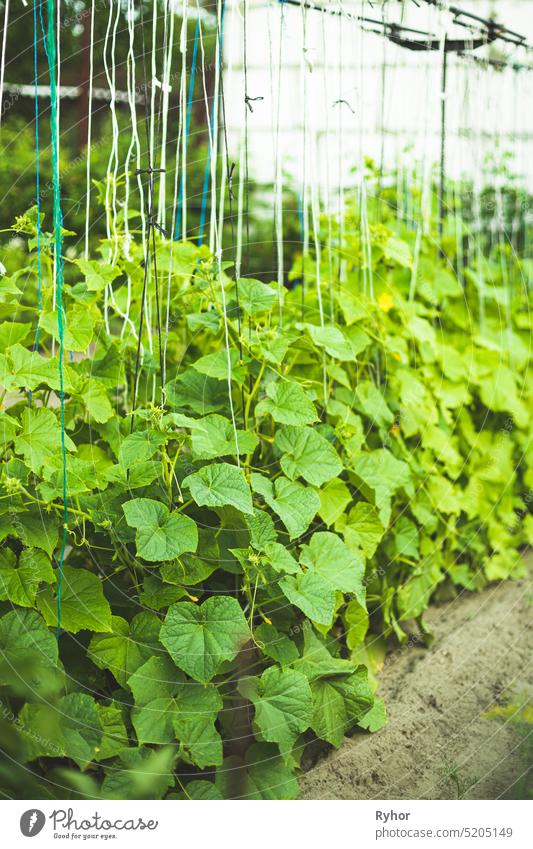 Beet mit Gurken im Gemüsegarten am Sommertag Schonung im Freien wachsen Licht Natur Gartenbau organisch Pflanze Linie Nahrungspflanzen Landwirtschaft grün