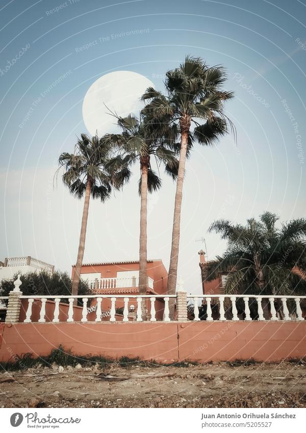 Landschaft mit Palmen und einem großen Mond Vollmond dramatisch Natur natürlich Spanien chiclana de la frontera Sommertourismus Haus Stadt reisen Reiseziel