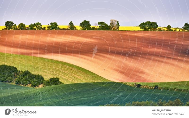 Erstaunlich grün und gelb Raps Frühling Felder Landschaft. Landwirtschaft Ländliche Szene. Tschechisch Mähren Raps Ackerland blühen. Sunny wogenden Hügeln.