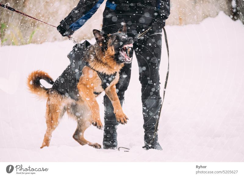 Ausbildung von reinrassigen Deutschen Schäferhund Junghunden oder Elsässer Wolfshunden. Angriff und Verteidigung. Verschneiter Wintertag Übung Deutscher Hund