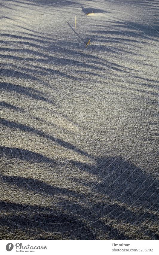 Abendlicht auf Düne Sand Licht Schatten Formen Erhebungen Halme Abendsonne Natur Dänemark Ferien & Urlaub & Reisen Menschenleer Farbfoto