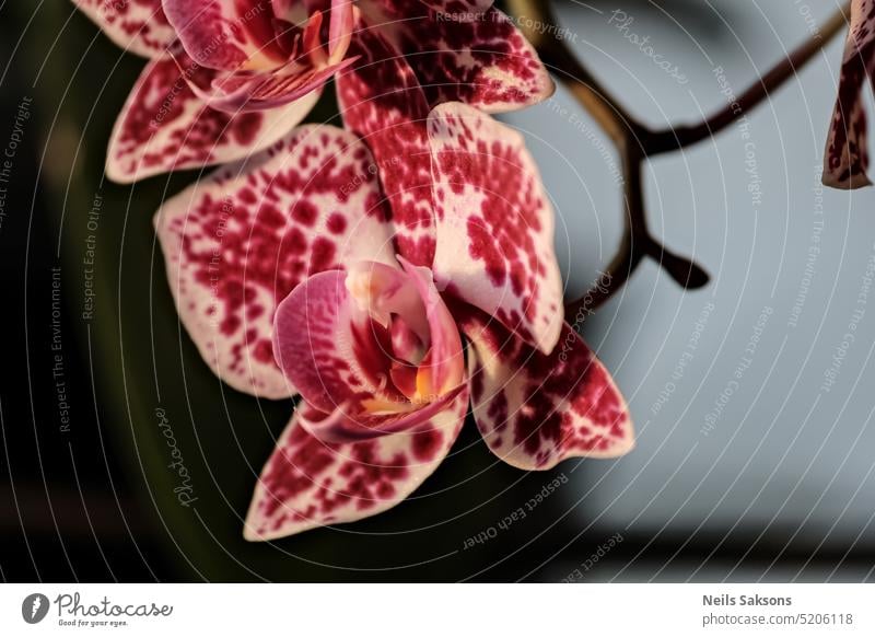 Nahaufnahme einer schönen Orchideenblüte, Phalaenopsis. Hintergrund Schönheit Blütezeit Überstrahlung Botanik Ast hell Farbe farbenfroh Dekoration & Verzierung