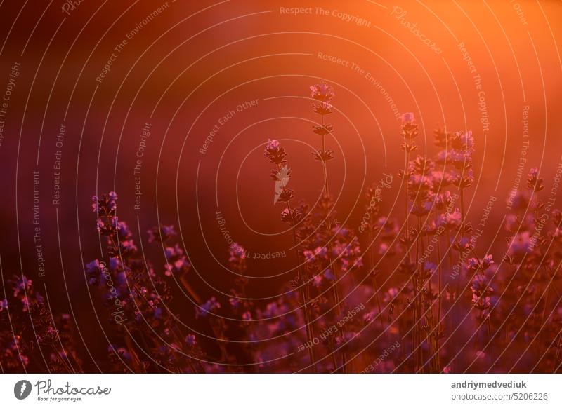 Nahaufnahme von Sträuchern Lavendel blühenden duftenden Felder auf Sonnenuntergang. Lavendel lila aromatischen Blüten auf Lavendelfeldern der französischen Provence in der Nähe von Paris.