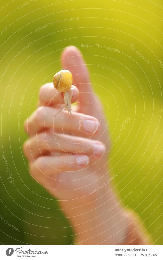 Eine kleine Schnecke am Finger auf grünem Naturhintergrund, Schneckenschleim Hautpflege, Schleim Anwendung in der Kosmetologie, Creme, Geweberegeneration, Hautverjüngung, Vorteile, essbar, Bauernhof, Französisch Küche.