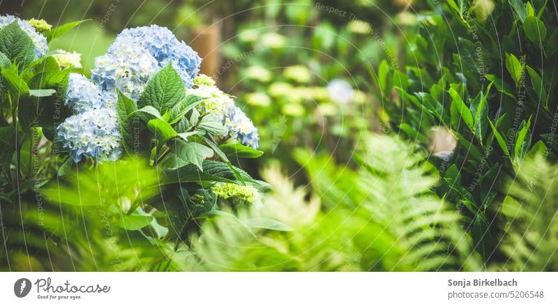 Grünraum Farn Garten grün Hydrangea Hortensie Kirschlorbeer Gärtner Gartengestaltung Hintergrund Natur Hortensienblüte natürlich blühende Hortensie Gartenblume