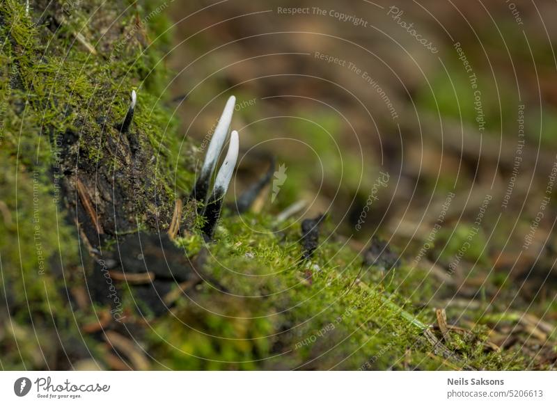 Pilz sieht aus wie Äste mit Tautropfen - Xylaria hypoxylon erstaunlich Herbst Hintergrund schön Ast Buchse Leuchter Kohlenstoff schließen Nahaufnahme Farbe