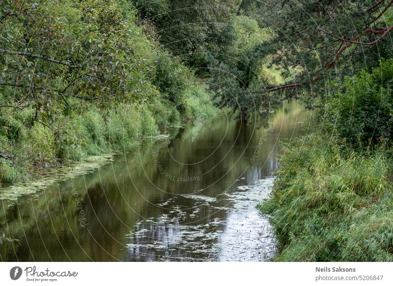 Fluss, der im Sommer durch den Wald fließt. Natürliche Landschaft im Hintergrund. Abenteuer schön Schönheit Ast Gebäude Windstille Großstadt Cloud Bach