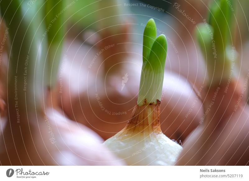 junge Frühlingszwiebeln auf der Fensterbank Ackerbau Nahaufnahme Vorfrühlingsgarten Essen Bauernhof Landwirtschaft Flora Lebensmittel frisch Frische