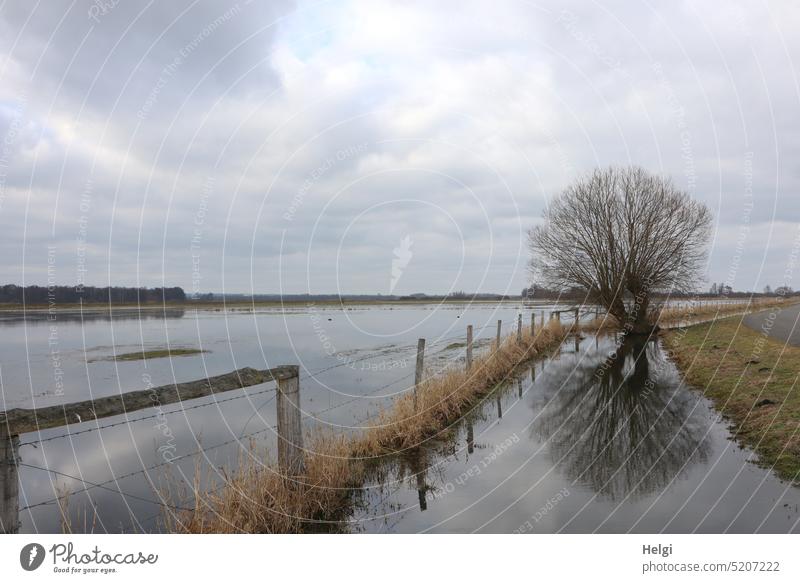 überschwemmte Moorwiesen mit Zaun, Baum und Spiegelung bei wolkigem Himmel Wasser Überschwemmung Wiese Ochsenmoor Frühling Renaturierung Wiedervernässung Natur