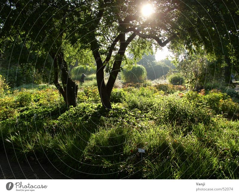 lichtdurchflutet Wald grün hell Baum Gras Sonnenstrahlen Licht Stimmung geheimnisvoll Park Potsdam Brandenburg Schatten Frühling Garten schön Natur