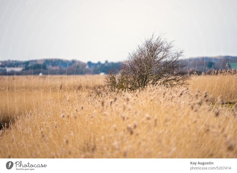 Strauch in einer Schilf Landschaft Polder Gänse Schwarm Sträucher Riet Reethalme Schilfhalme Feuchtwiesen Landwirtschaft Schilfanpflanzungen Uferzone Gewässer