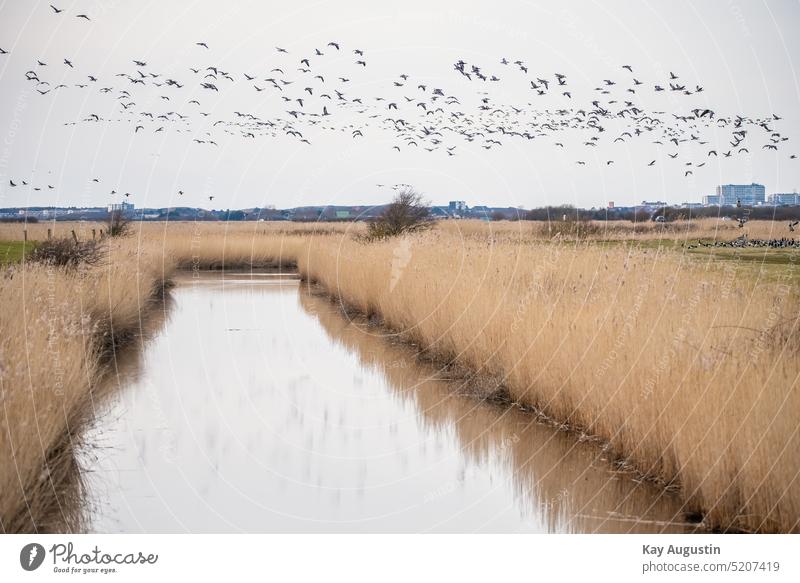 Schwarm Weißwangengänse Polder Spiegelung Gänse Schwarm Nonnengans Weißwangengans Branta leucopsis Entenvögel Meergänse Sträucher Riet Reethalme Schilfhalme