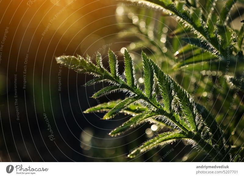 frische grüne Blätter mit Wassertropfen. Grüne Blumen in Sommermorgenregentropfen. Sonnenstrahlen brechen durch Zweig nach regen. Grüns in sauberen Tautropfen. Sonnenstrahl im Sommer Natur. Ökologie Umwelt