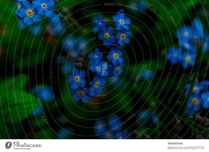 Schöne blaue Vergissmeinnicht Blumen mit offenen Blüten zwischen grünen Blättern, geringe Tiefenschärfe, unscharfer Hintergrund Natur Pflanze Pflanzen Blatt