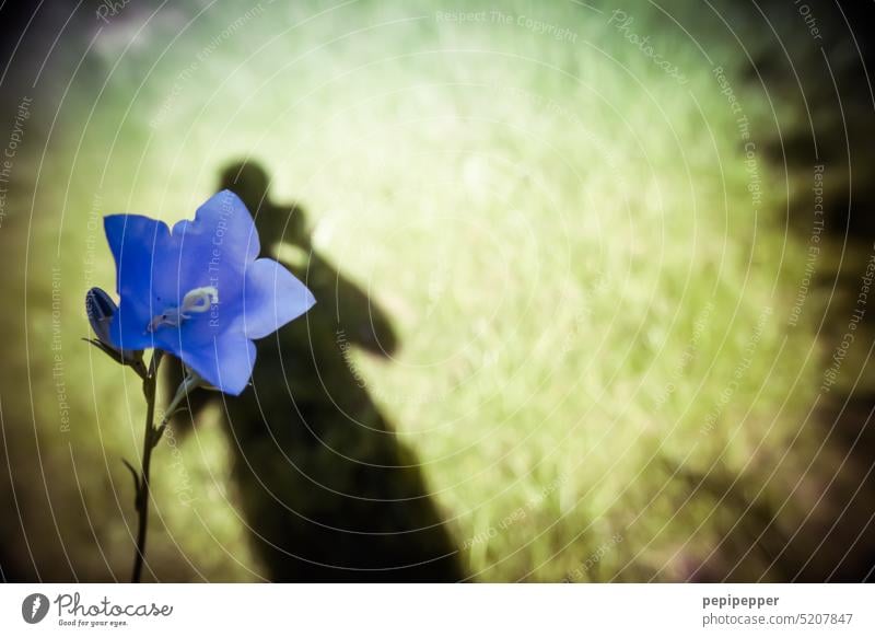 Schattengewächs - Schatten eines Fotografen hinter einer Blume schattengewächs Pflanze Blüte violett Natur grün Schattenspiel Schattenseite Schattenkind