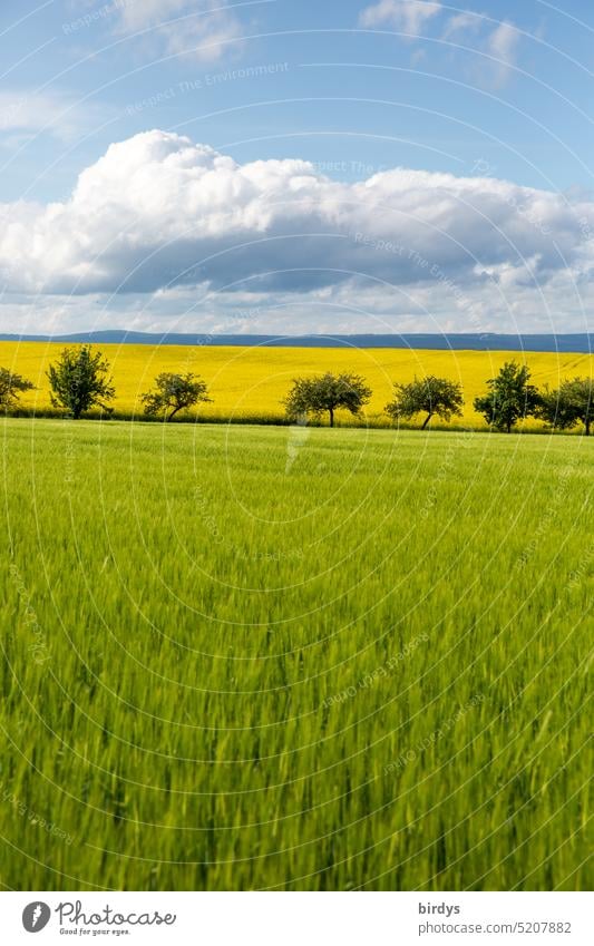 Agrarlandschaft, frisches getreidefeld mit dahinter liegendem,  blühenden Rapsfeld Getreidefeld Rapsblüte Rapsanbau Blühend Landwirtschaft Landschaft Wachstum