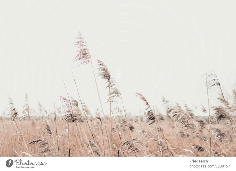 Schilfgräser im Wind Gräser Natur Pflanze Wildpflanze Umwelt natürlich Außenaufnahme Schwache Tiefenschärfe Menschenleer windig Tag Wachstum grauer Himmel