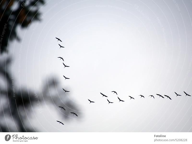 Der Winter ist vorbei, die Kraniche kommen wieder. Laut trompetend und elegant fliegen sie über die Bäume. Tier Vogel Außenaufnahme Wildtier Himmel Freiheit