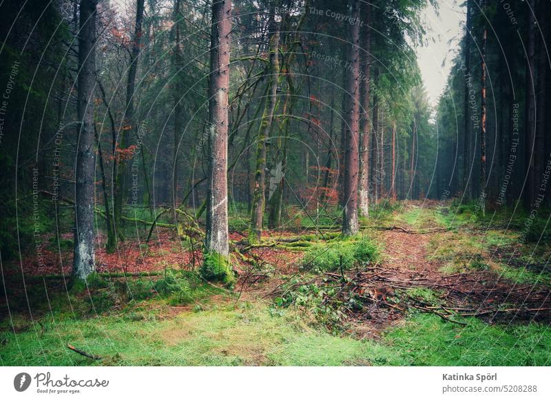 Bayerischer Wald forest path Tanne Außenaufnahme Nadelwald Tannenwald bayrischer wald Oberfranken Bayern Frankenwald Bäume Tannenbaum Nadelbaum wood Path