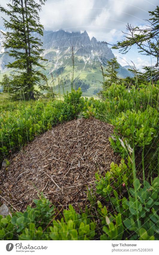 Wanderweg rund um den Wilden Kaiser, Tirol - Österreich Park Wiese Felsblöcke Landschaft Insekt Ökologie grün braun dolomiti Holzpolizei Boden Alpen Ambitus