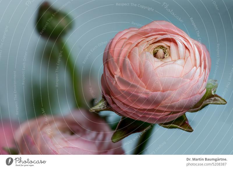 Floristenranunkel, Asiatischer Hahnenfuß (Ranunculus asiaticus), Gartenform Sorte Blüte blühen gefüllt Staude ausdauernd Nahaufnahme geringe Tiefenschärfe