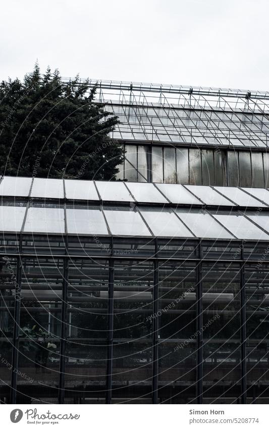 Gewächshaus anbauen Glashaus Landwirtschaft Gemüse Ernährung Lebensmittel Wachstum zerbrechlich Glasfassade Gartenarbeit undurchsichtig botanisch