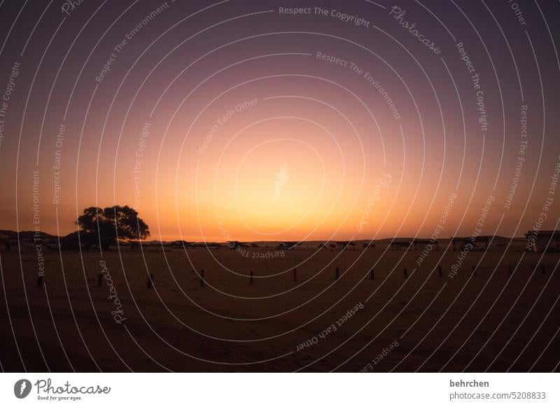 was vom tage übrig blieb Wüste Sossusvlei Farbfoto Afrika Licht Schatten Einsamkeit traumhaft Landschaft Namibia Ferne Sesriem Außenaufnahme Fernweh