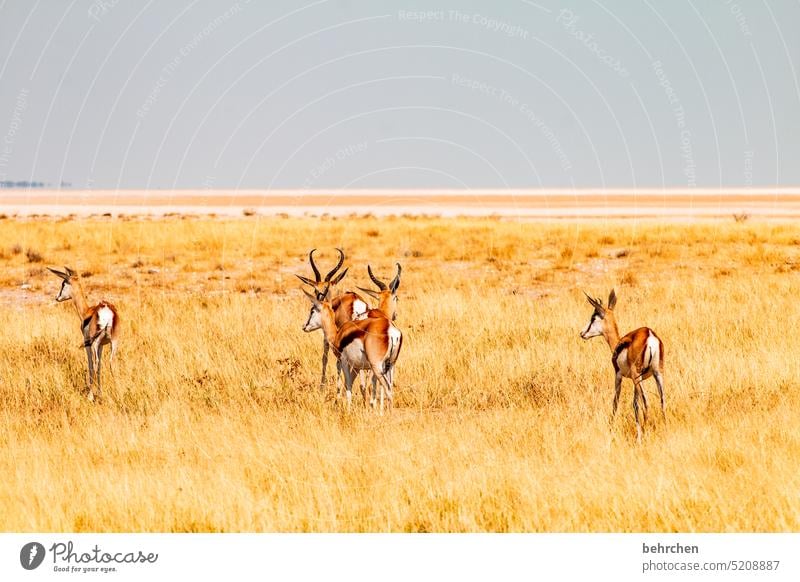 wir sind dann mal weg Tierliebe Tierschutz Trockenheit Savanne Gras beeindruckend besonders Landschaft Ferien & Urlaub & Reisen Natur Freiheit Abenteuer