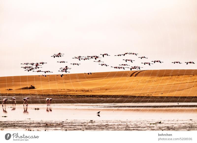 fliegen Spiegelung im Wasser elegant sandwich harbour sanddüne Dünen Swakopmund besonders Walvisbay beeindruckend Himmel Abenteuer Landschaft Farbfoto Freiheit